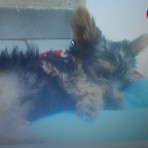 Starki